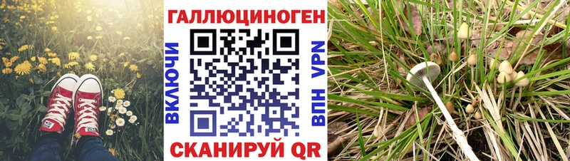 где продают   Невель  Псилоцибиновые грибы Cubensis 